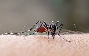 1.583 Warga Terserang dalam 5 Bulan, Usia Produktif Jadi Sasaran Empuk Nyamuk Aedes