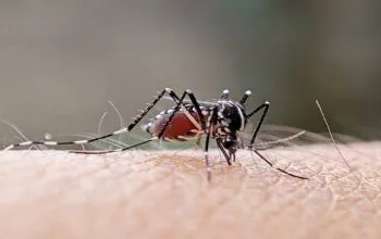 1.583 Warga Terserang dalam 5 Bulan, Usia Produktif Jadi Sasaran Empuk Nyamuk Aedes
