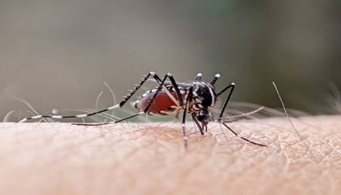 16 Meninggal, Kasus DBD di Kota Bekasi Hampir Tembus 1500 Kasus