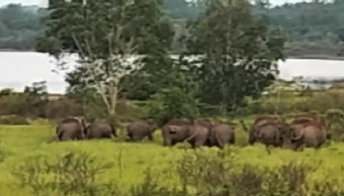Gajah Liar Kembali Rusak Tanaman Warga di Lampung Timur