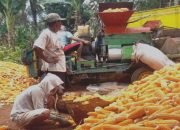 Harga Jagung Hancur, Beras Tetap Meroket di Lampung, Petani: Jogetin Aja