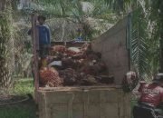 GEMOY! Harga Sawit di Lampung Berjaya, Harga Jagung Terjun Payung