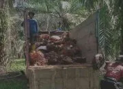 Petani Punya Sawit, Tapi Antre Minyak Goreng! Koperasi Siap Naik Kelas, Bangun Pabrik CPO Sendiri dan Tantang Raksasa Sawit