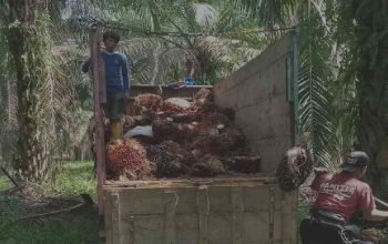 Petani di Lampung saat memanen buah sawit, saat ini harga berjaya tapi tanaman sawit belum normal, Jumat 8 Maret 2024c-foto wahid Toba