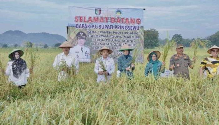 Pj Bupati Marindo Panen Perdana Benih Varietas Sintanur di Pekon Tulung Agung