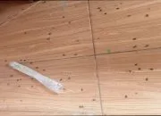 Bupati Lamtim Diminta Tegas: Konflik Kepentingan Kades GSB, Wabah Lalat Bertahun-tahun Tanpa Solusi