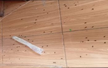 Kondisi rumah warga di Desa GSB dikerumuni lalat kondisi ini terjadi seminggu terakhir. Sementara diketahui disekitar lokasi pemukiman warga ada kandang Ayam Kamis 4 Maret 2024