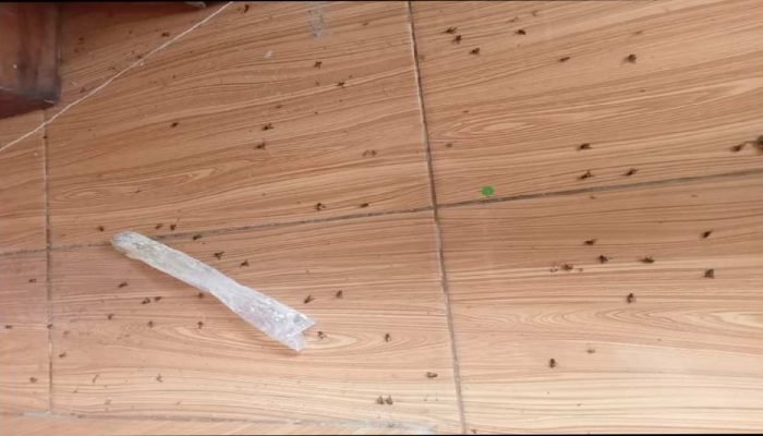 Lalat Menyerbu Lagi! DLH Kabupaten Lampung Timur, Diperintahkan Turun ke GSB