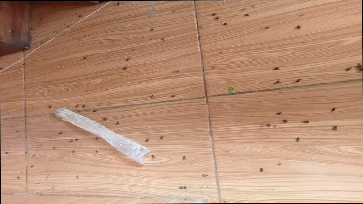 Kondisi rumah warga di Desa GSB dikerumuni lalat kondisi ini terjadi seminggu terakhir. Sementara diketahui disekitar lokasi pemukiman warga ada kandang Ayam Kamis 4 Maret 2024