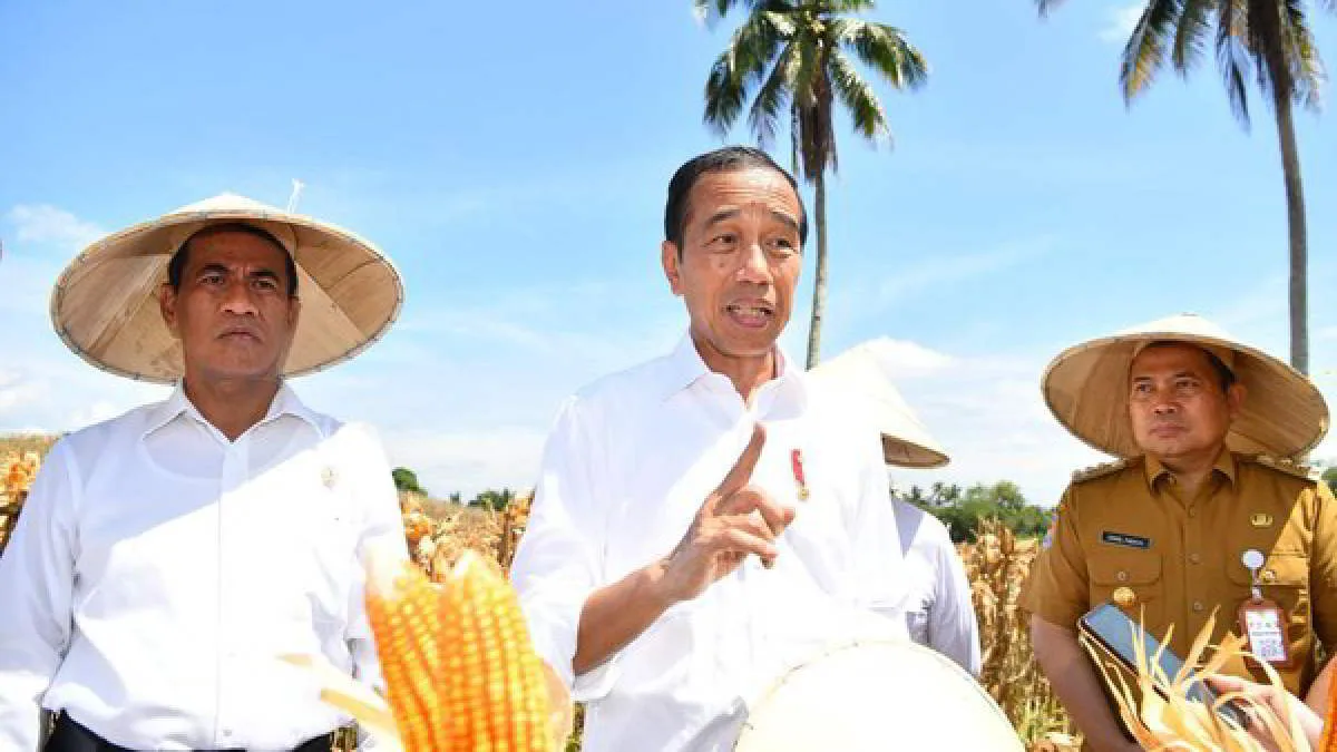 Presiden Joko Widodo (Jokowi) meninjau panen raya jagung di Kabupaten Boalemo, Gorontalo., Senin 22 April 2024- foto doc ist