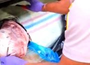 390 Kilo Daging Babi Hutan Asal Bengkulu Gagal Diselundupkan ke Bekasi Utara