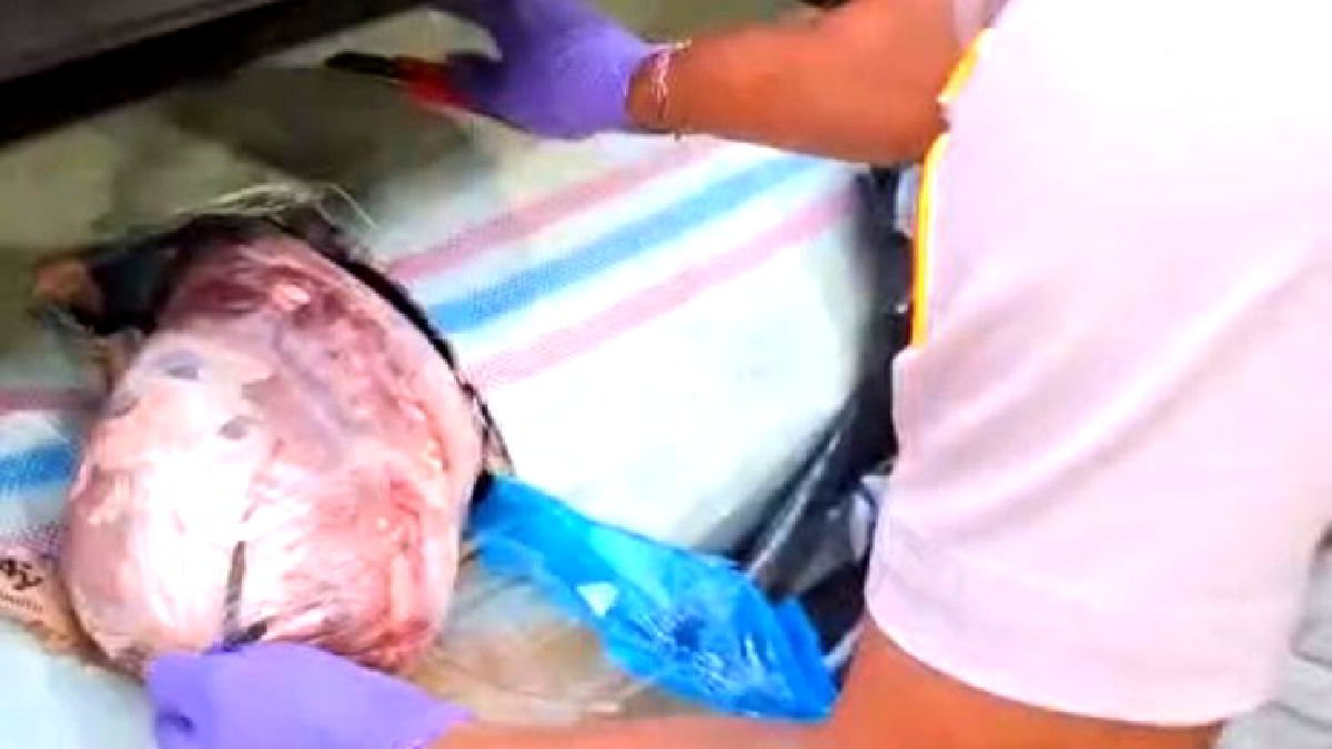 Upaya penyelundupan daging babi hutan atau Celeng melalui pelabuhan Bakauheni ke Bekasi Utara berhasil digagalkan Badan Karantina Lampung, - foto dok ist