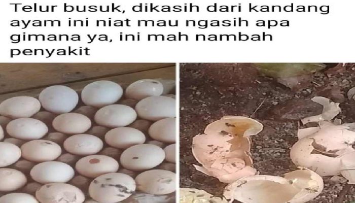 Sempat Diunggah di Medsos, Foto Pembagian Telur Busuk PT CAP di GSB Mendadak Dihapus