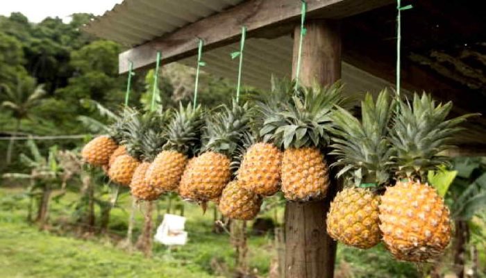 Tips Melawan Kolesterol Usai Idul Adha, 7 Makanan Penyelamat Jantung Setelah Pesta Daging