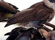 Tak Dilengakapi Dokumen, Ratusan Ekor Burung Kicau Ditahan Petugas di Pelabuhan Penyebrangan Bakauheni