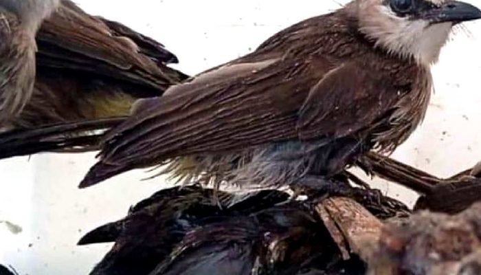 Tak Dilengakapi Dokumen, Ratusan Ekor Burung Kicau Ditahan Petugas di Pelabuhan Penyebrangan Bakauheni