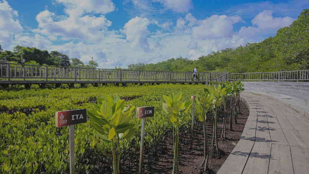 Tahura Mangrove Ngurah Rai, Keberhasilan Restorasi Berkelanjutan Indonesia