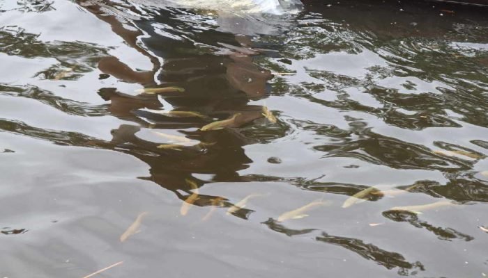 Ratusan Ekor Arwana Jardini Dilepasliarkan di Merauke