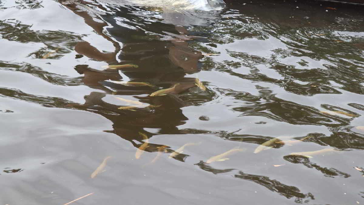 Ratusan Ekor Ikan Arwana Irian atau Jardian dilepasliarkan di perairan Merauke, Papua Selatan,
