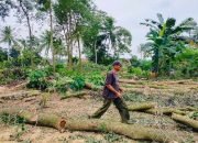 DUH, Anggota DPRD Lampung Timur Tebang Kayu Sonokeling Kawasan Register 38