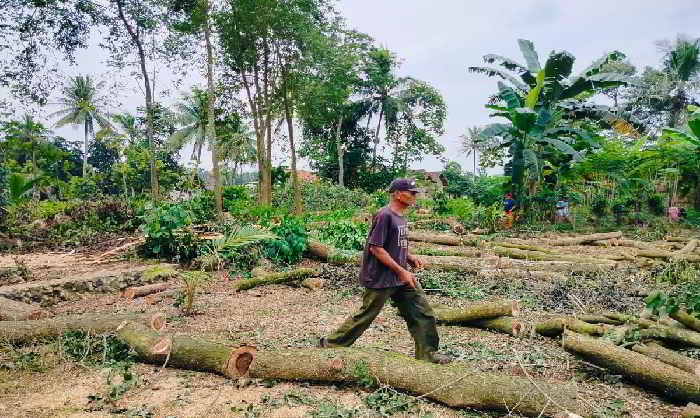 Tebang Kayu Sonokeling di Register 38, Oknum Dewan Terancam Pidana