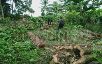 Polisi Kehutanan (Polhut) KPH Gunung Balak, saat melakukan peninjauan kasus penebangan pohon Sonokeling oleh oknum Dewan di Register 38, Desa Sidorejo, Sekampung Udik pada 25 Juni 2024 - foto doc Ist