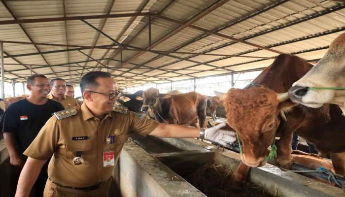 Pj. Wali Kota Bekasi Monitoring Kesehatan Hewan Kurban ke Lapak Pendistribusian di Jatiasih