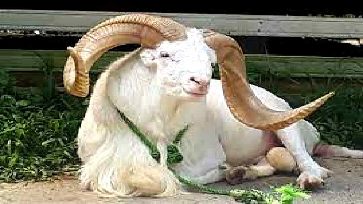 Domba Garut - foto Net