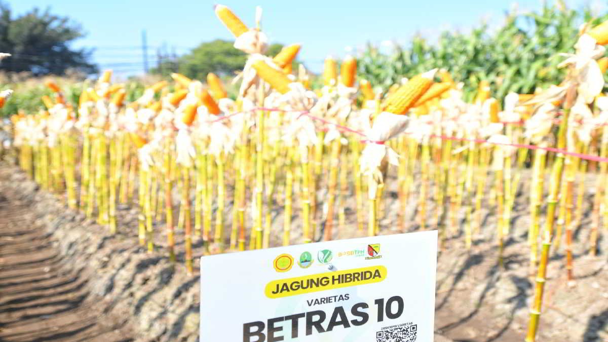 Gebyar Perbenihan Tanaman Pangan ke - IX yang akan berlangsung Sabtu - Selasa (27 - 30/7/2024)