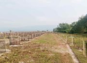 Percantik Pantai Soumil, Pekon Karang Anyar Tanam Ribuan Pohon Cemara