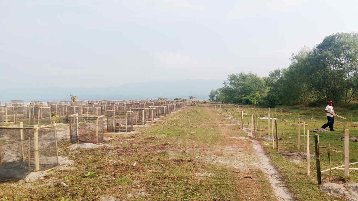 Foto: Puluhan anggota kelompok nelayan pekon (desa) Karang Anyar Kecamatan Wonosobo, Tanggamus, Lampung, sedang melakukan penanaman bibit pohon cemara di sepanjang pantai Soumil pekon setempat, Minggu 21 Juli 2024.