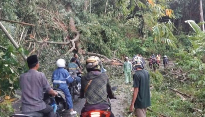 Hujan Deras, Pohon Tumbang Timpa Tiang Listrik di Bukit Kemuning