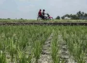 Kemarau Datang Lebih Cepat, Mentan Minta Petani Tanam Padi “Tahan Haus” Agar Produksi Tak Ikut Kering