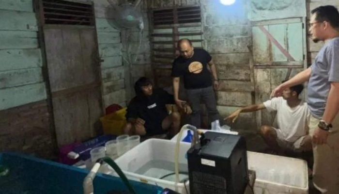Polisi Gerebek Gudang Penampungan Benih Bening Lobster di Krui