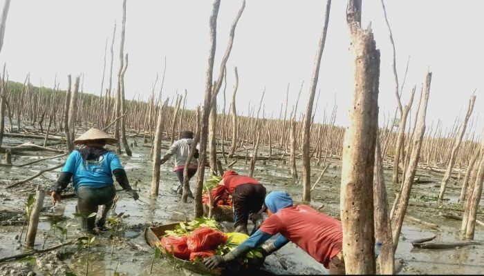 PHE OSES Merawat Benteng Terakhir Ekosistem Mangrove di Pesisir Timur Lampung