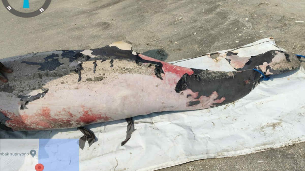Lumba lumba terdampar di Pantai Mutiara Lampung Timur