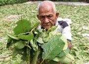 Pemerintah Resmi Atur Tata Niaga Ekspor Kratom, Kenali Kandungan dan Manfaatnya?