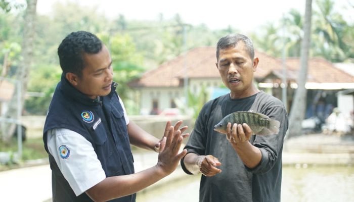 Mengenal Kampung Kawali Produsen Nila Inovatif di Ciamis, Jabar