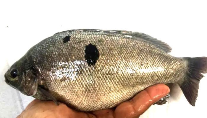 Miliki Nilai Ekonomi Tinggi, Ikan Jade Perch Potensial Dikembangkan di Indonesia