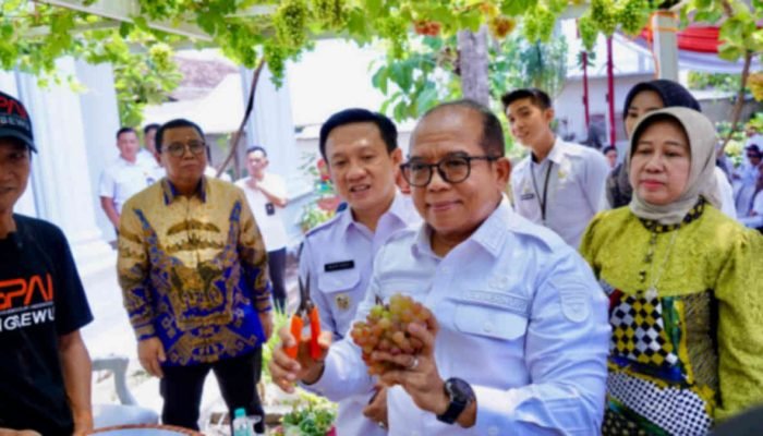 Pringsewu Miliki Branding Kota Anggur, Jadi Peluang Budidaya Baru Menuju Swasembada Pangan