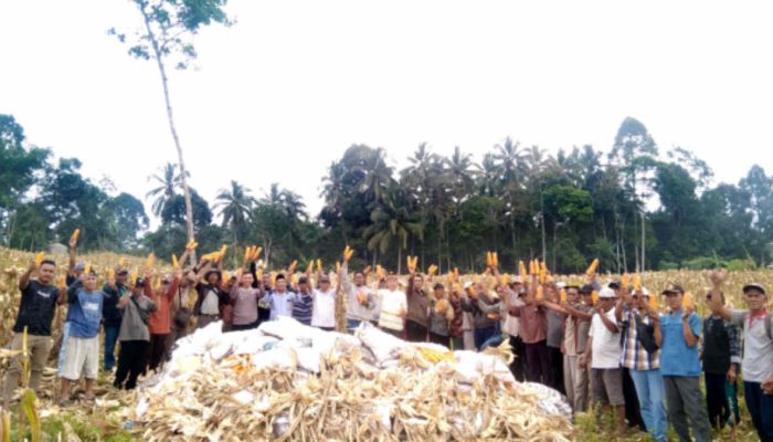 Marga Buay Belunguh Tanggamus Laksanakan Panen Raya Jagung di Tanah Ulayat