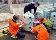 Sukseskan Program Asta Cita Presiden RI, Tiga Napiter Lapas Kotaagung Tanam Kentang Dalam Karung