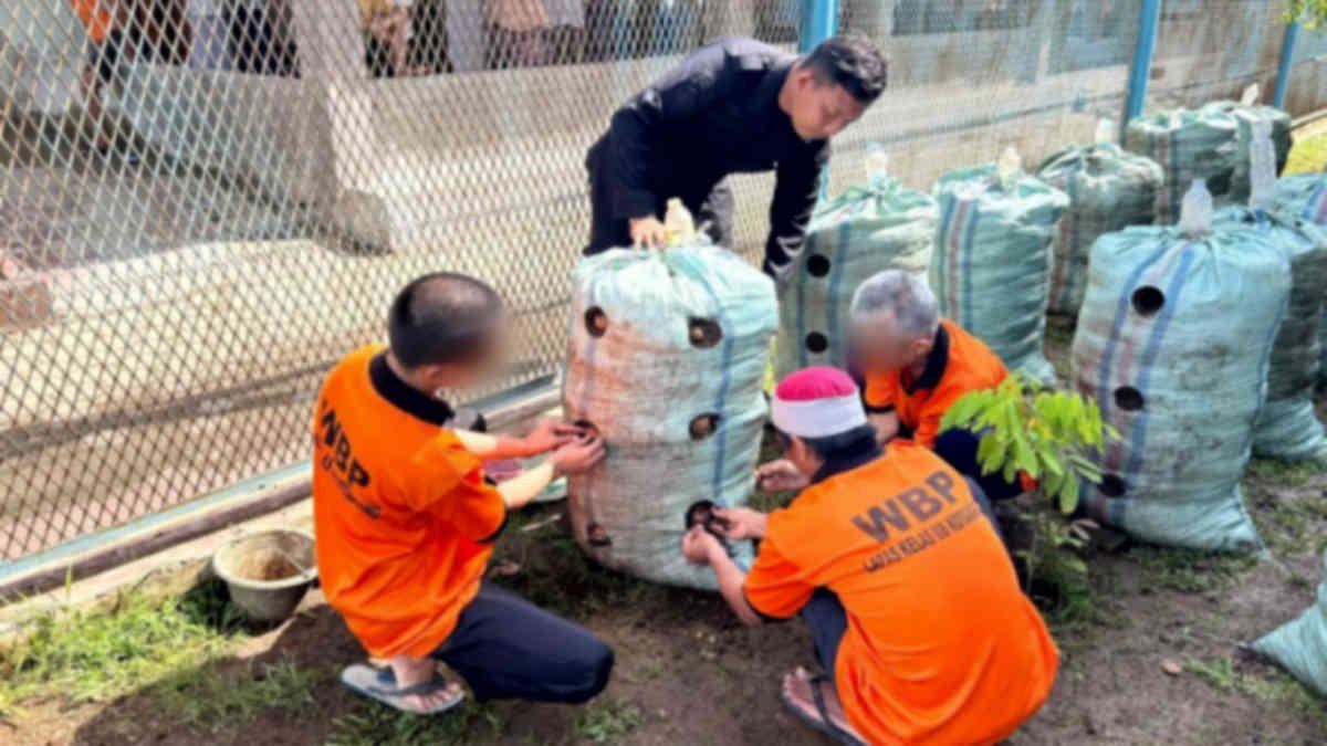 Foto: Tiga Napiter Lapas Kotaagung sedang menanam kentang dalam karung didampingi Pamong Napiter Angga Pratama, pada Selasa 26 November 2024