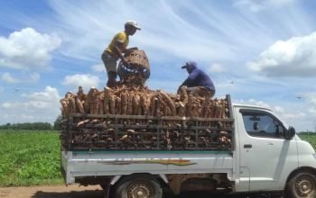 Petani Singkong di Lampung Timur mengeluhkan harga panen anjlok