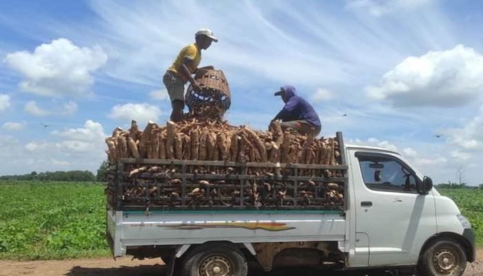Harga Singkong di Lampung Timur Tembus Rp1.360, Tapi Potongan Pabrik Ugal-ugalan