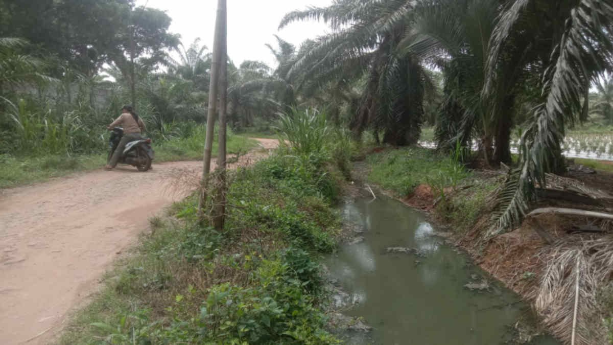 Saluran Limbah PT BKM di Sindang Anom. Sekampung Udik, menuju Sungai Alam Way Sekampung, di Lampung Timur Jumat 8 November 2024- foto Jali