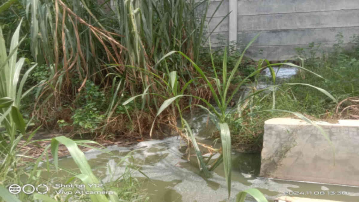 Terlihat saluran limbah Pabrik Tapioka di Sindang Anom, Sekampung Udik, Lampung Timur PT BKM membuang limbah cari langsung ke Way Sekampung - foto diambil Jumat 8 November 2024- Jali