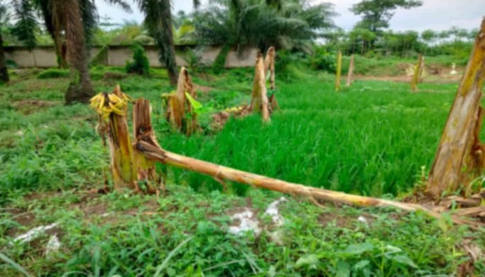 Warga Resah, Peternakan Babi di Desa GPJ Lamtim Disinyalir Mencemari Sumber Air