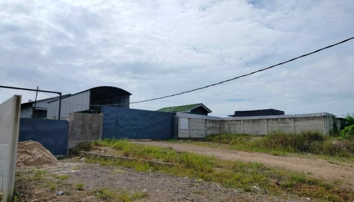 DLH Lampung Timur Diminta Turun ke Lokasi Penggemukan Babi di Desa GPJ Sekampung Udik