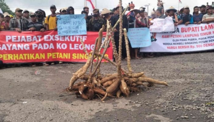 Petani Singkong di Lampung Timur Gelar Aksi Tuntut Harga Rp1.890